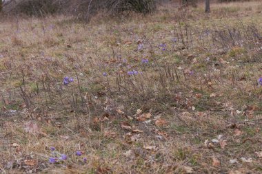 Bahar tarlasında paska çiçekleri. Fotoğraf: Pulsatilla grandis ve güzel bokeh.