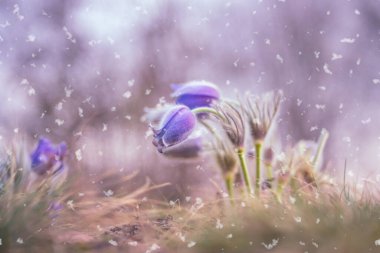 Bahar tarlasında paska çiçekleri. Fotoğraf: Pulsatilla grandis ve güzel bokeh.
