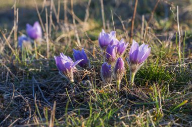 Bahar tarlasında paska çiçekleri. Fotoğraf: Pulsatilla grandis ve güzel bokeh.