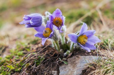 Bahar tarlasında paska çiçekleri. Fotoğraf: Pulsatilla grandis ve güzel bokeh.
