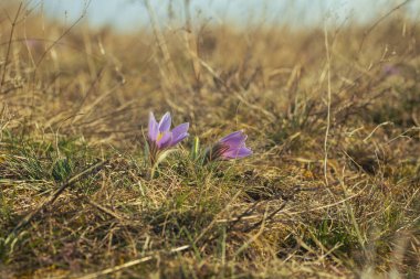 Bahar tarlasında paska çiçekleri. Fotoğraf: Pulsatilla grandis ve güzel bokeh.
