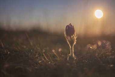 Bahar tarlasında paska çiçekleri. Fotoğraf: Pulsatilla grandis ve güzel bokeh.