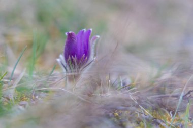 Bahar tarlasında paska çiçekleri. Fotoğraf: Pulsatilla grandis ve güzel bokeh.