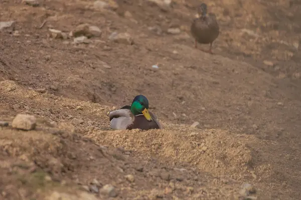 Erkek ve dişi ördekler batan güneşin altında gölette yüzerler.