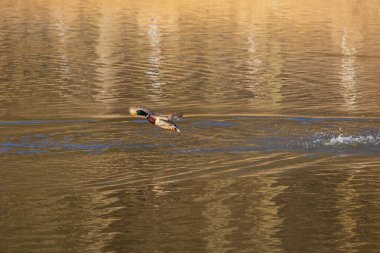 Yanardöner yeşil kafalı bir ördek, sakin bir su kütlesinin üzerinde alçaktan uçuyor ve ardında dalgalar bırakıyor. Su, altın-kahverengi bir tonu yansıtır.