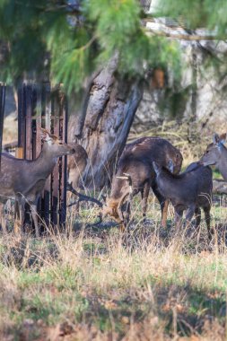 Sika geyiği - Çayırda ve ormanda Cervus nippon, dişi geyik ve muflon. Fotoğraf: Vahşi doğadan.