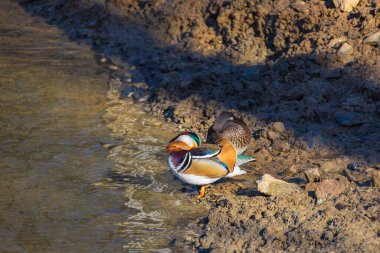 Küçük Renkli Ördek Mandarinska - Aix Galleryiculata göletin su yüzeyinde yüzüyor