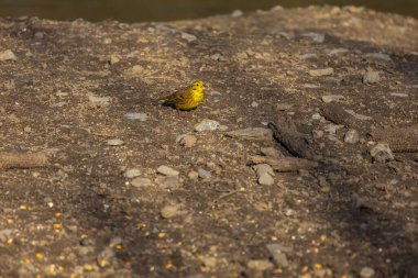 Ortak Bunting - Emberiza citrinella - küçük bir ötücü kuş yerde duruyor ve tahıl topluyor