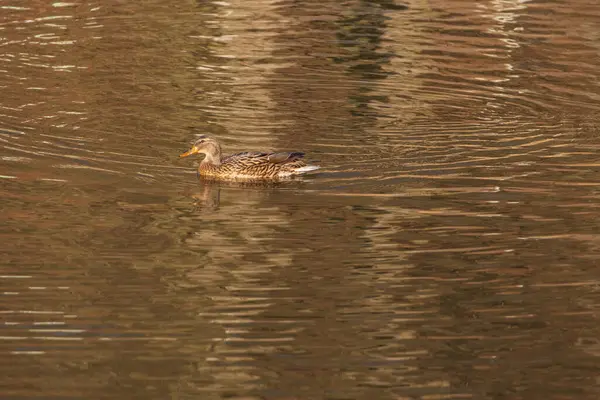 Erkek ve dişi ördekler batan güneşin altında gölette yüzerler.