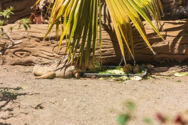 Gran Canaria İspanya 'daki hayvanat bahçesi parkında timsah.