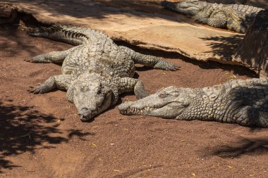 Gran Canaria İspanya 'daki hayvanat bahçesi parkında timsah.
