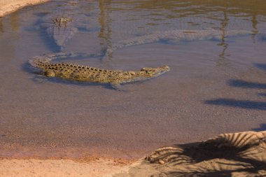 Gran Canaria İspanya 'daki hayvanat bahçesi parkında timsah.