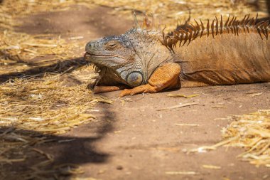 Büyük iguana - İspanya 'nın Gran Kanarya adasındaki Zoopark' ta iguana