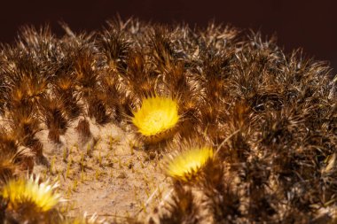 Büyük yeşil dikenli kaktüs çiçek