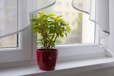 Mutfaktaki pencere eşiğinde çiçek açan yeşil bir Noel gülü.