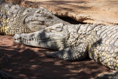 Gran Canaria İspanya 'daki hayvanat bahçesi parkında timsah.