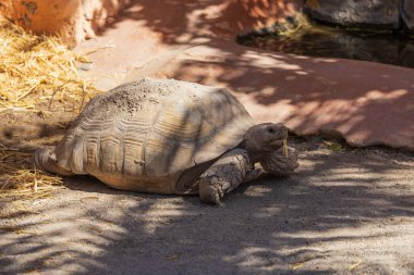 Bahçedeki büyük kaplumbağa yemeğin yanında.