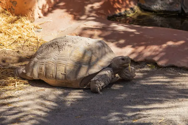 Bahçedeki büyük kaplumbağa yemeğin yanında.
