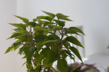 Mutfaktaki pencere eşiğinde çiçek açan yeşil bir Noel gülü.