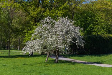 Bahçedeki bir ağaç beyaz çiçeklerle çiçek açıyor.
