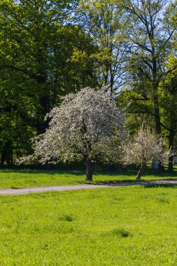 Bahçedeki bir ağaç beyaz çiçeklerle çiçek açıyor.
