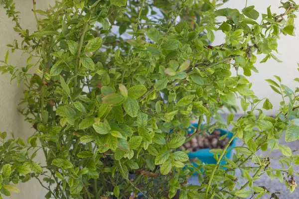 Balkon çalısı yabanmersinleri yeşil yapraklıdır.