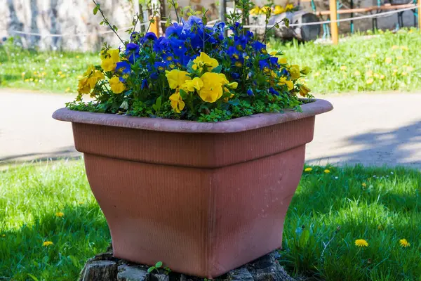 Güzel renkli çiçek açan nonoşlar gardda