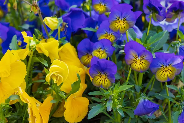 Güzel renkli çiçek açan nonoşlar gardda