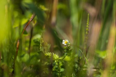 Çayırda yabani çilek çiçeği