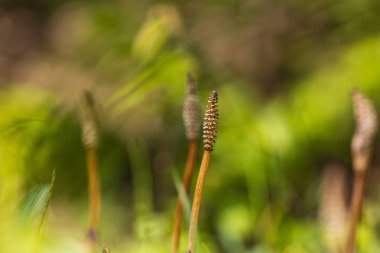 At kuyruğu - Equisetum arvense in a oadow. Güzel bokeh arkaplanı
