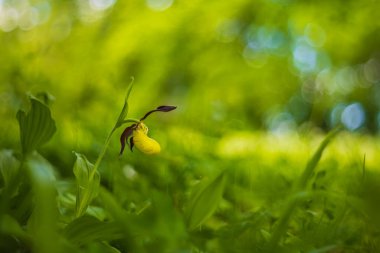 Güzel nadir bulunan çiçek orkidesi Terlik Orkidesi - Vahşi doğada Cypripedium kalceolus