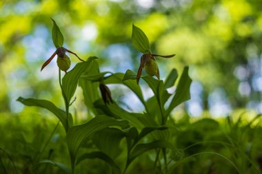 Güzel nadir bulunan çiçek orkidesi Terlik Orkidesi - Vahşi doğada Cypripedium kalceolus