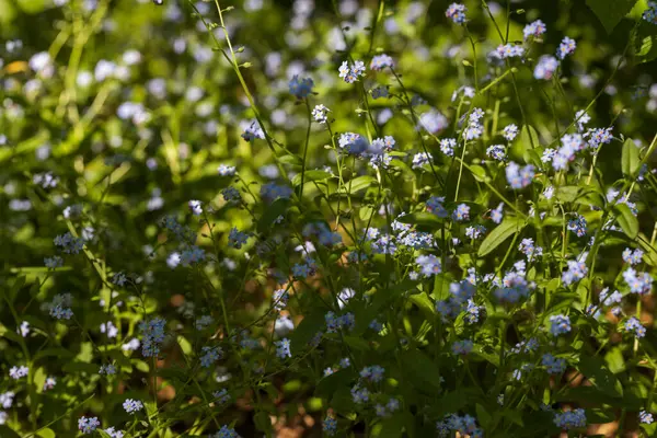 Güzel küçük mavi çiçek - Unutma beni - Myosotis Sylvatica