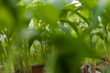 Vadideki Zambak - Convallaria majalis - ormanda yeşil yapraklı beyaz çiçek. Güzel Bokeh. Zehirli çiçek.