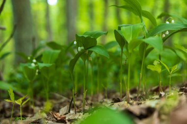 Vadideki Zambak - Convallaria majalis - ormanda yeşil yapraklı beyaz çiçek. Güzel Bokeh. Zehirli çiçek.