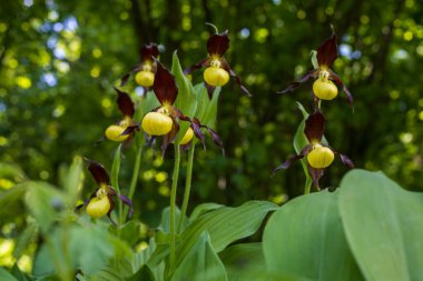 Güzel nadir bulunan çiçek orkidesi Terlik Orkidesi - Vahşi doğada Cypripedium kalceolus