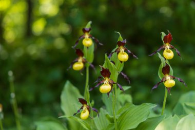Güzel nadir bulunan çiçek orkidesi Terlik Orkidesi - Vahşi doğada Cypripedium kalceolus