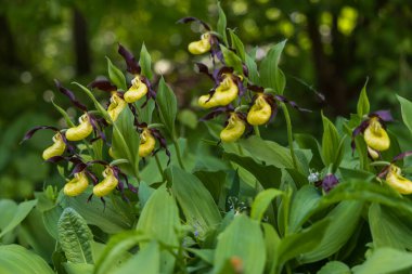 Güzel nadir bulunan çiçek orkidesi Terlik Orkidesi - Vahşi doğada Cypripedium kalceolus