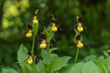 Güzel nadir bulunan çiçek orkidesi Terlik Orkidesi - Vahşi doğada Cypripedium kalceolus