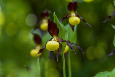 Güzel nadir bulunan çiçek orkidesi Terlik Orkidesi - Vahşi doğada Cypripedium kalceolus