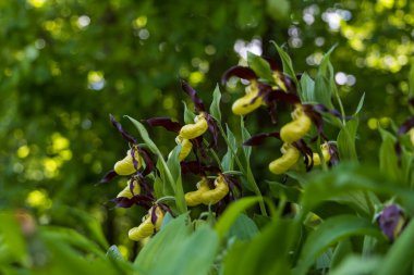 Güzel nadir bulunan çiçek orkidesi Terlik Orkidesi - Vahşi doğada Cypripedium kalceolus