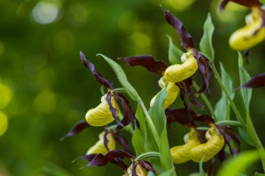 Güzel nadir bulunan çiçek orkidesi Terlik Orkidesi - Vahşi doğada Cypripedium kalceolus