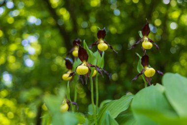 Güzel nadir bulunan çiçek orkidesi Terlik Orkidesi - Vahşi doğada Cypripedium kalceolus