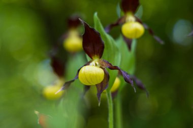Güzel nadir bulunan çiçek orkidesi Terlik Orkidesi - Vahşi doğada Cypripedium kalceolus
