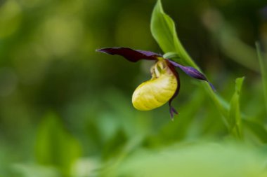 Güzel nadir bulunan çiçek orkidesi Terlik Orkidesi - Vahşi doğada Cypripedium kalceolus