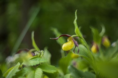 Güzel nadir bulunan çiçek orkidesi Terlik Orkidesi - Vahşi doğada Cypripedium kalceolus