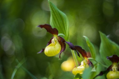 Güzel nadir bulunan çiçek orkidesi Terlik Orkidesi - Vahşi doğada Cypripedium kalceolus