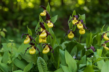 Güzel nadir bulunan çiçek orkidesi Terlik Orkidesi - Vahşi doğada Cypripedium kalceolus