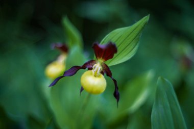 Güzel nadir bulunan çiçek orkidesi Terlik Orkidesi - Vahşi doğada Cypripedium kalceolus
