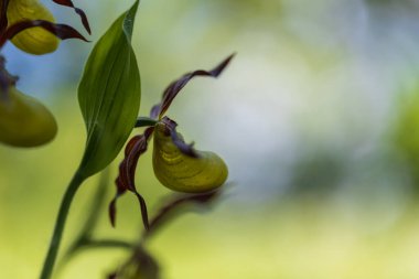 Güzel nadir bulunan çiçek orkidesi Terlik Orkidesi - Vahşi doğada Cypripedium kalceolus